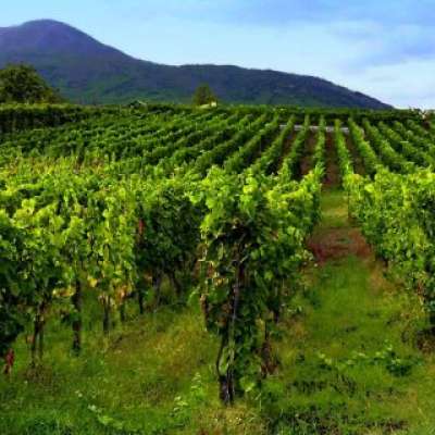 Wine Experience at Mount Vesuvius