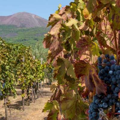 Vesuvius skip the line tour with Wine Tasting and lunch included